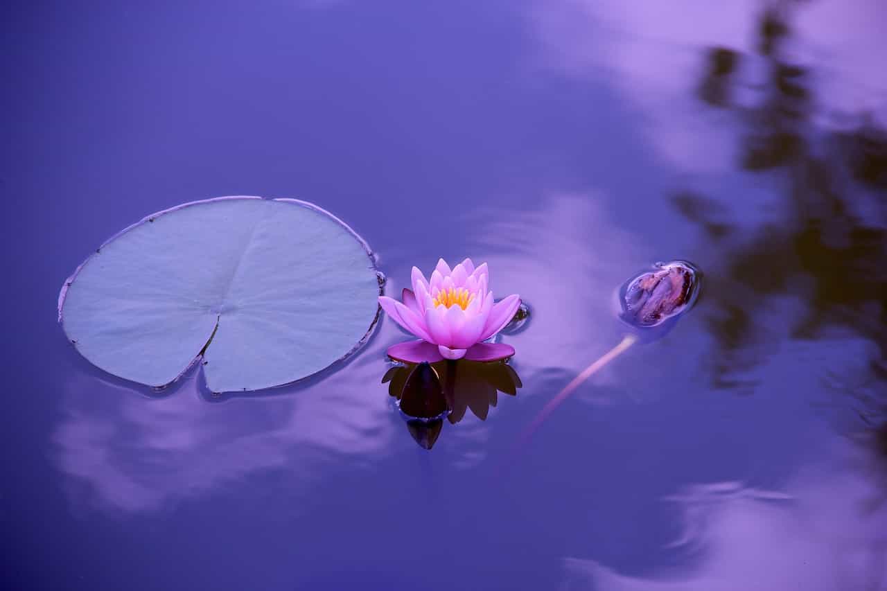 Kwiat Lotosu unoszący się na wodzie
